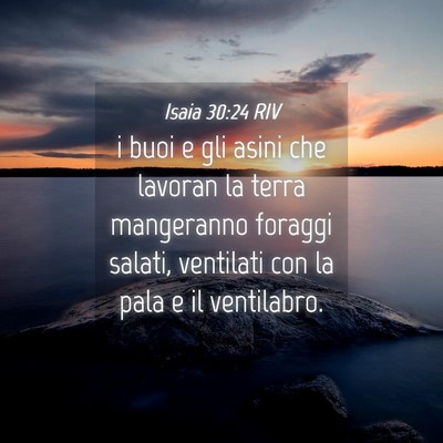 Picture 04 - Isaia 30:24 RIV - i buoi e gli asini che lavoran la terra - Bible Verse Picture