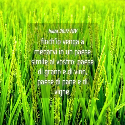 Picture 04 - Isaia 36:17 RIV - finch’io venga a menarvi in un paese simile al - Bible Verse Picture