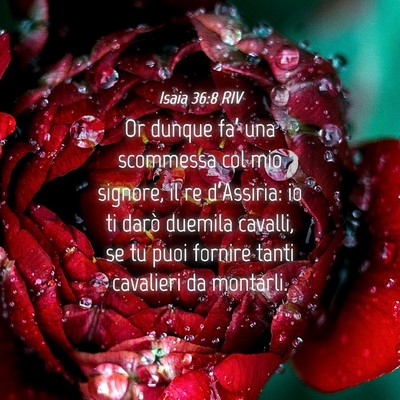 Picture 04 - Isaia 36:8 RIV - Or dunque fa’ una scommessa col mio signore, il - Bible Verse Picture