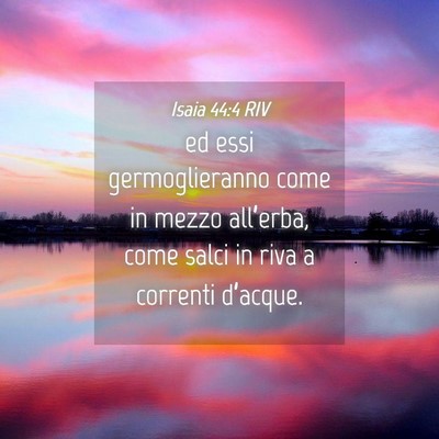 Picture 04 - Isaia 44:4 RIV - ed essi germoglieranno come in mezzo all’erba, - Bible Verse Picture