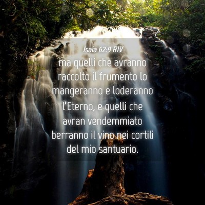 Picture 04 - Isaia 62:9 RIV - ma quelli che avranno raccolto il frumento lo - Bible Verse Picture