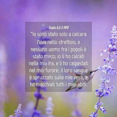 Picture 04 - Isaia 63:3 RIV - “Io sono stato solo a calcara l’uva nello - Bible Verse Picture