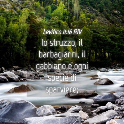 Picture 04 - Levitico 11:16 RIV - lo struzzo, il barbagianni, il gabbiano e ogni - Bible Verse Picture