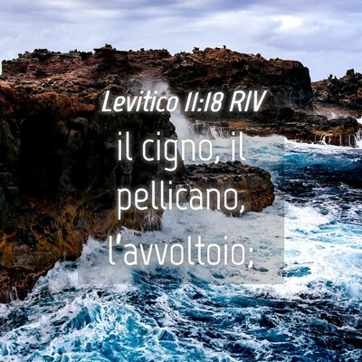 Picture 04 - Levitico 11:18 RIV - il cigno, il pellicano, - Bible Verse Picture