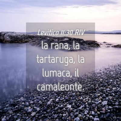 Picture 04 - Levitico 11:30 RIV - la rana, la tartaruga, la lumaca, il - Bible Verse Picture