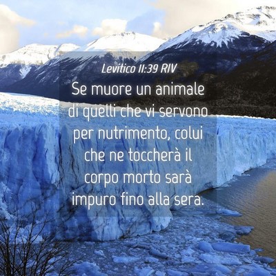 Picture 04 - Levitico 11:39 RIV - Se muore un animale di quelli che vi servono per - Bible Verse Picture