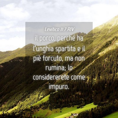 Picture 04 - Levitico 11:7 RIV - il porco, perché ha l’unghia spartita e il - Bible Verse Picture