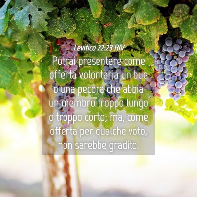 Picture 04 - Levitico 22:23 RIV - Potrai presentare come offerta volontaria un bue - Bible Verse Picture