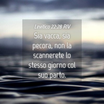 Picture 04 - Levitico 22:28 RIV - Sia vacca, sia pecora, non la scannerete lo - Bible Verse Picture