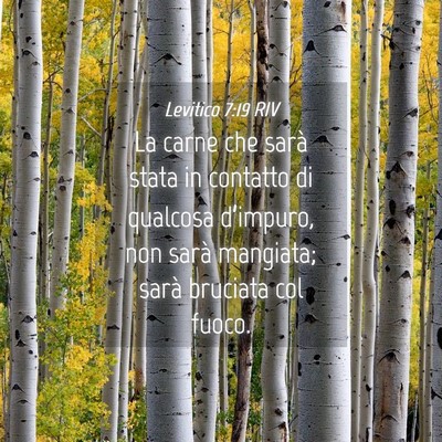 Picture 04 - Levitico 7:19 RIV - La carne che sarà stata in contatto di qualcosa - Bible Verse Picture