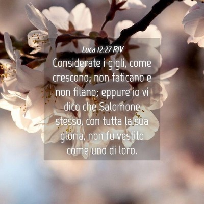 Picture 04 - Luca 12:27 RIV - Considerate i gigli, come crescono; non faticano - Bible Verse Picture