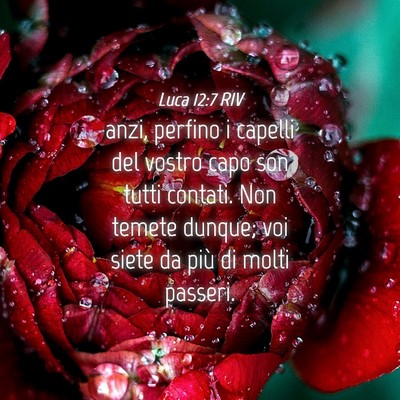 Picture 04 - Luca 12:7 RIV - anzi, perfino i capelli del vostro capo son tutti - Bible Verse Picture