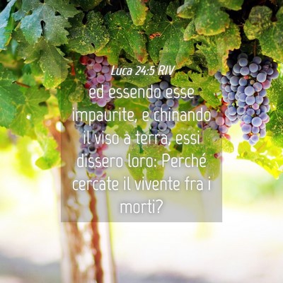 Picture 04 - Luca 24:5 RIV - ed essendo esse impaurite, e chinando il viso a - Bible Verse Picture