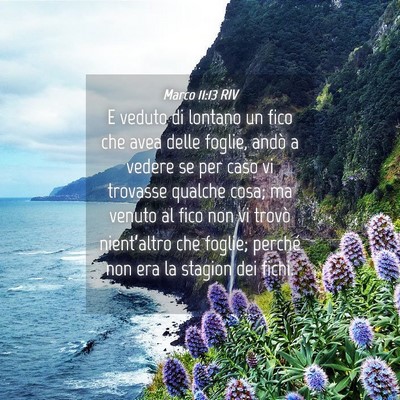 Picture 04 - Marco 11:13 RIV - E veduto di lontano un fico che avea delle - Bible Verse Picture