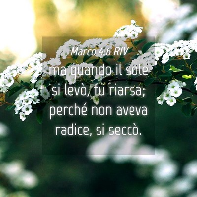 Picture 04 - Marco 4:6 RIV - ma quando il sole si levò, fu riarsa; perché - Bible Verse Picture