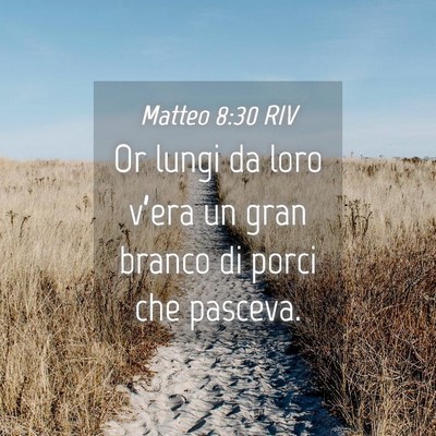 Picture 04 - Matteo 8:30 RIV - Or lungi da loro v’era un gran branco di porci - Bible Verse Picture