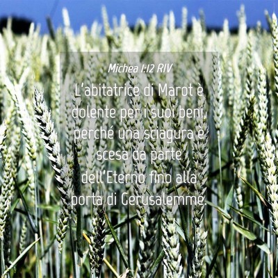 Picture 04 - Michea 1:12 RIV - L’abitatrice di Marot è dolente per i suoi - Bible Verse Picture