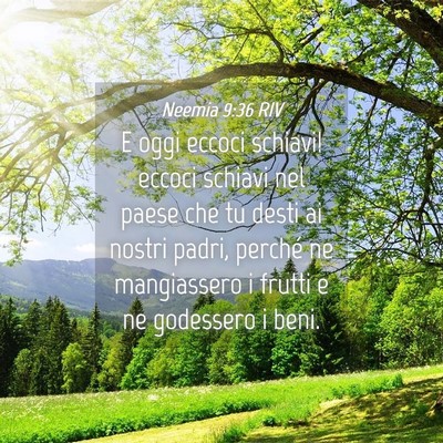 Picture 04 - Neemia 9:36 RIV - E oggi eccoci schiavi! eccoci schiavi nel paese - Bible Verse Picture