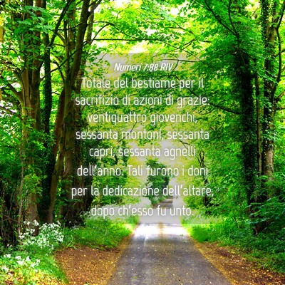 Picture 04 - Numeri 7:88 RIV - Totale del bestiame per il sacrifizio di azioni - Bible Verse Picture