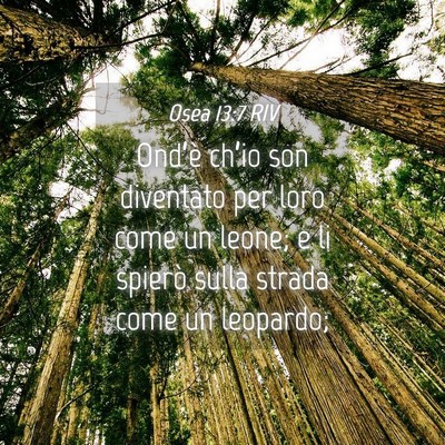 Picture 04 - Osea 13:7 RIV - Ond’è ch’io son diventato per loro come un - Bible Verse Picture