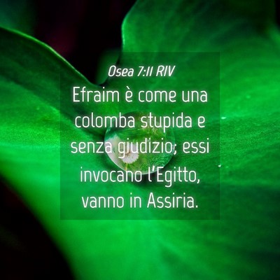 Picture 04 - Osea 7:11 RIV - Efraim è come una colomba stupida e senza - Bible Verse Picture