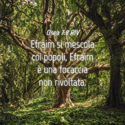 Picture 04 - Osea 7:8 RIV - Efraim si mescola coi popoli, Efraim è una - Bible Verse Picture