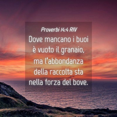 Picture 04 - Proverbi 14:4 RIV - Dove mancano i buoi è vuoto il granaio, ma - Bible Verse Picture