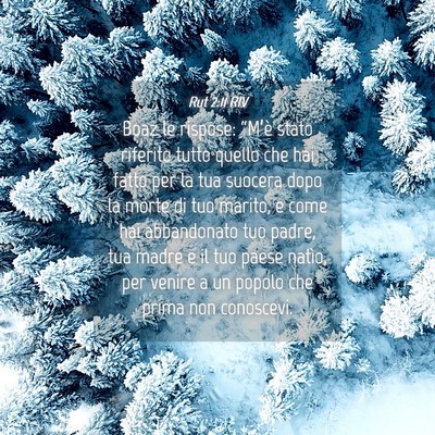 Picture 04 - Rut 2:11 RIV - Boaz le rispose: “M’è stato riferito tutto - Bible Verse Picture