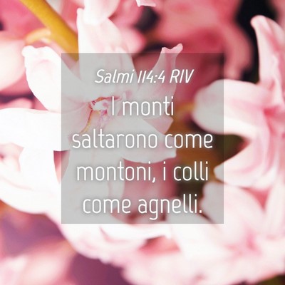 Picture 04 - Salmi 114:4 RIV - I monti saltarono come montoni, i colli come - Bible Verse Picture