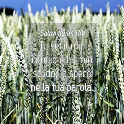 Picture 04 - Salmi 119:114 RIV - Tu sei il mio rifugio ed il mio scudo; io spero - Bible Verse Picture
