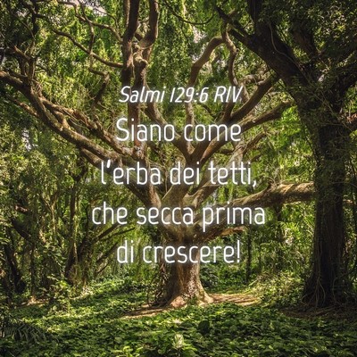 Picture 04 - Salmi 129:6 RIV - Siano come l’erba dei tetti, che secca prima di - Bible Verse Picture