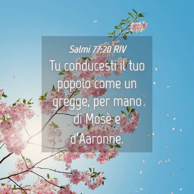 Picture 04 - Salmi 77:20 RIV - Tu conducesti il tuo popolo come un gregge, per - Bible Verse Picture