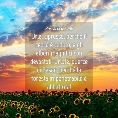 Picture 04 - Zaccaria 11:2 RIV - Urla, cipresso, perché il cedro è caduto, e gli - Bible Verse Picture