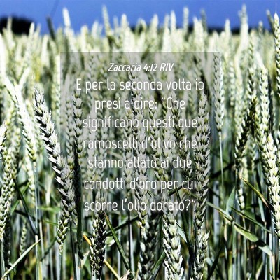 Picture 04 - Zaccaria 4:12 RIV - E per la seconda volta io presi a dire: “Che - Bible Verse Picture
