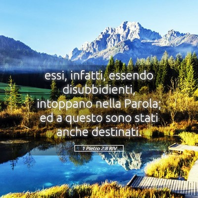Picture 05 - 1 Pietro 2:8 RIV - essi, infatti, essendo disubbidienti, intoppano - Bible Verse Picture