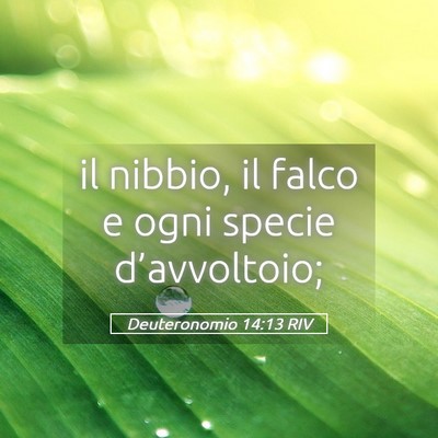 Picture 05 - Deuteronomio 14:13 RIV - il nibbio, il falco e ogni specie - Bible Verse Picture