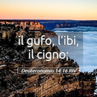 Picture 05 - Deuteronomio 14:16 RIV - il gufo, l’ibi, il - Bible Verse Picture