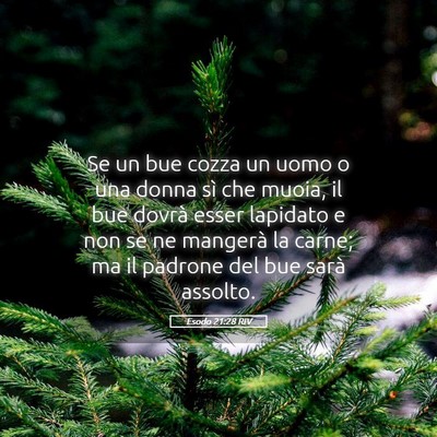 Picture 05 - Esodo 21:28 RIV - Se un bue cozza un uomo o una donna sì che - Bible Verse Picture