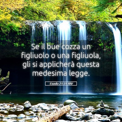 Picture 05 - Esodo 21:31 RIV - Se il bue cozza un figliuolo o una figliuola, gli - Bible Verse Picture
