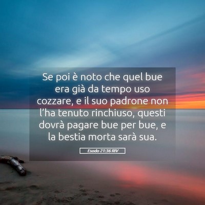 Picture 05 - Esodo 21:36 RIV - Se poi è noto che quel bue era già da tempo uso - Bible Verse Picture