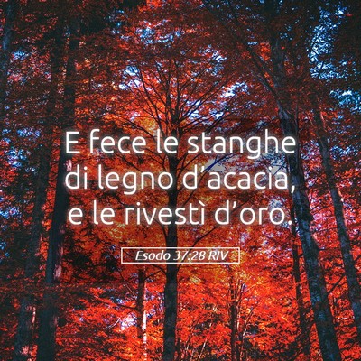 Picture 05 - Esodo 37:28 RIV - E fece le stanghe di legno d’acacia, e le - Bible Verse Picture