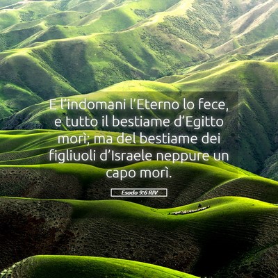 Picture 05 - Esodo 9:6 RIV - E l’indomani l’Eterno lo fece, e tutto il - Bible Verse Picture