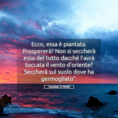 Picture 05 - Ezechiele 17:10 RIV - Ecco, essa è piantata. Prospererà? Non si - Bible Verse Picture