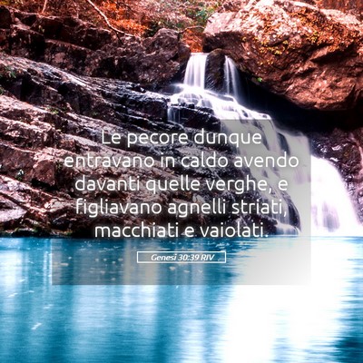 Picture 05 - Genesi 30:39 RIV - Le pecore dunque entravano in caldo avendo - Bible Verse Picture