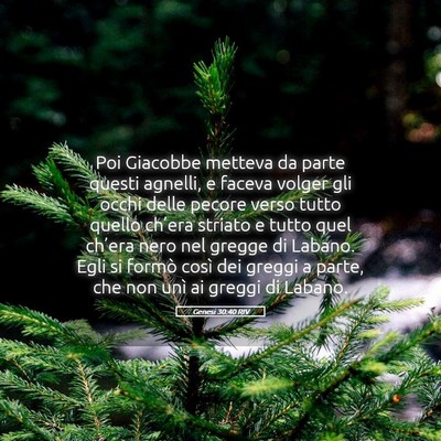 Picture 05 - Genesi 30:40 RIV - Poi Giacobbe metteva da parte questi agnelli, e - Bible Verse Picture