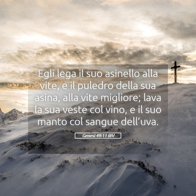 Picture 05 - Genesi 49:11 RIV - Egli lega il suo asinello alla vite, e il puledro - Bible Verse Picture