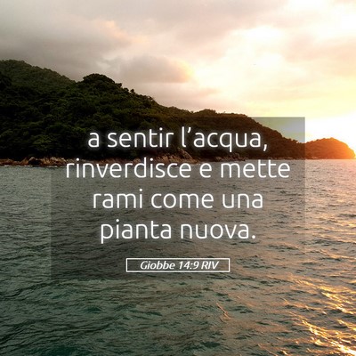 Picture 05 - Giobbe 14:9 RIV - a sentir l’acqua, rinverdisce e mette rami come - Bible Verse Picture