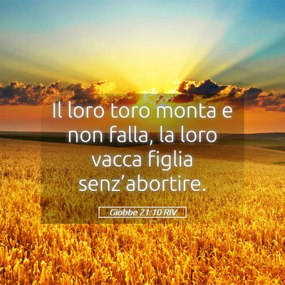 Picture 05 - Giobbe 21:10 RIV - Il loro toro monta e non falla, la loro vacca - Bible Verse Picture