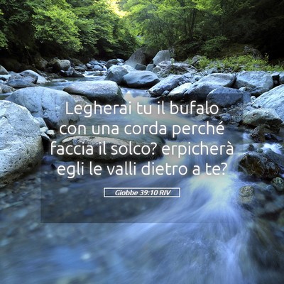Picture 05 - Giobbe 39:10 RIV - Legherai tu il bufalo con una corda perché - Bible Verse Picture