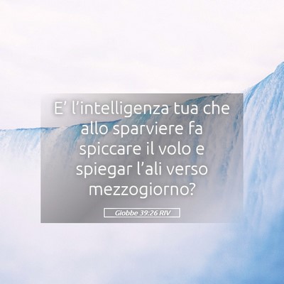 Picture 05 - Giobbe 39:26 RIV - E’ l’intelligenza tua che allo sparviere fa - Bible Verse Picture